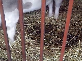 Amateur Dog Fuck 2024