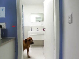 Guy Eating Dog Pussy