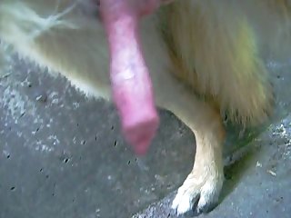German Shephard Handjob