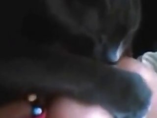 Cat Sucking Tit