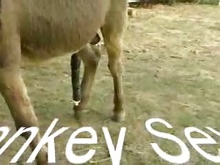 Home Alone Girl Fuck Dog