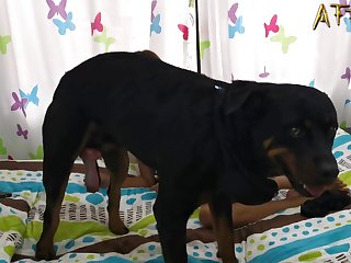 Porn Comics Bestiality