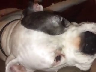 How To Fuck A Dog Tutorial