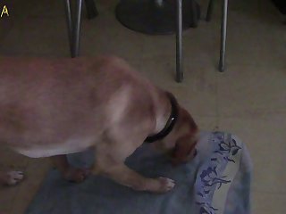 Shemale And Dog Fuck